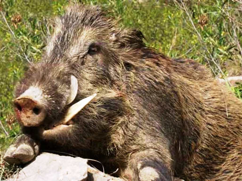 जंगली बँदेलको आक्रमणले सर्लाहीमा एकजना को मृत्यू