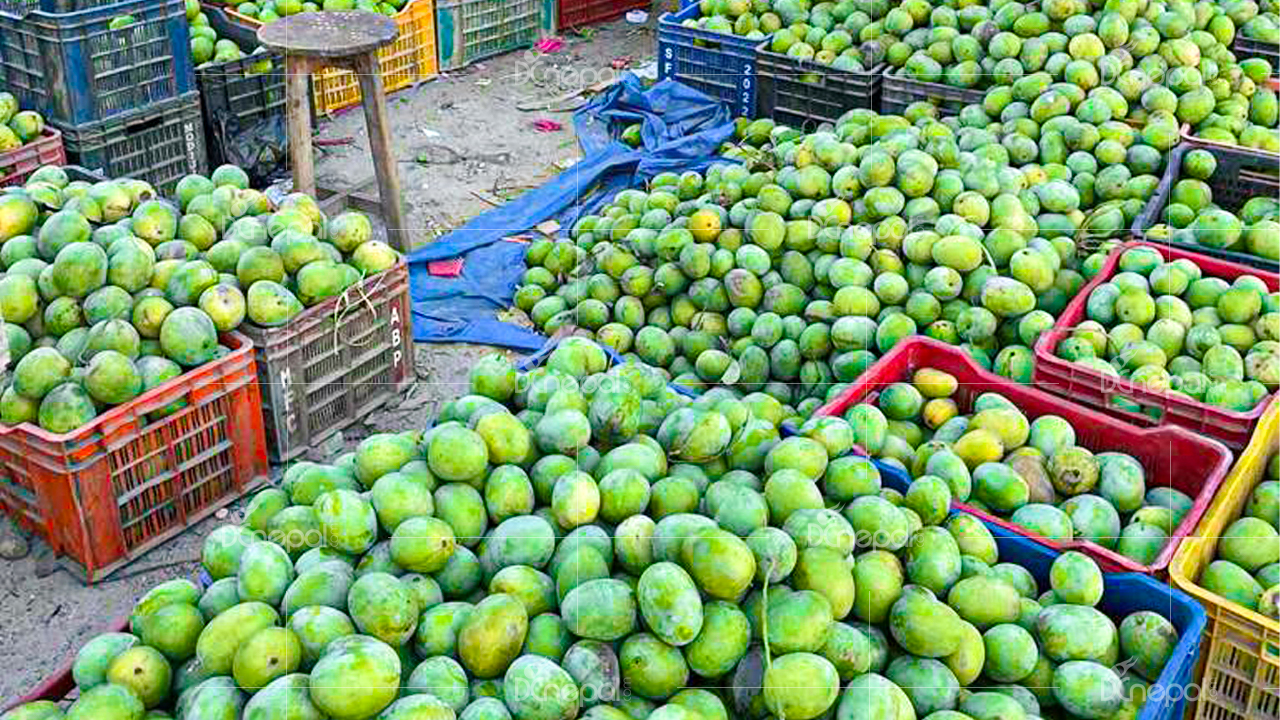 मालदह आँपको मूल्य बढ्यो