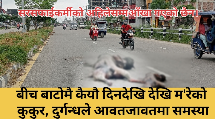 सडकको बीचमा मरेको कुकुर लामो समयसम्म नउठाइँदा दुर्गन्ध र आवतजावतमा समस्या भएको स्थानीयको गुनासो।